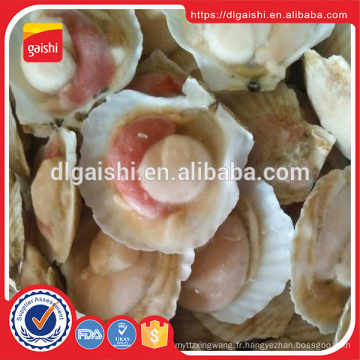 Vente chaude nouvelle culture demi-coquilles congelées Shell Shell sur